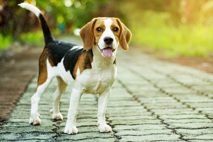 Beagle Fun and Interesting Facts